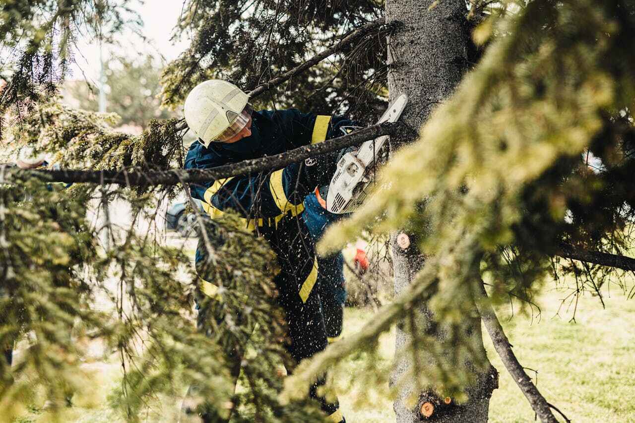 Emergency Storm Tree Removal in Lake Arrowhead, CA